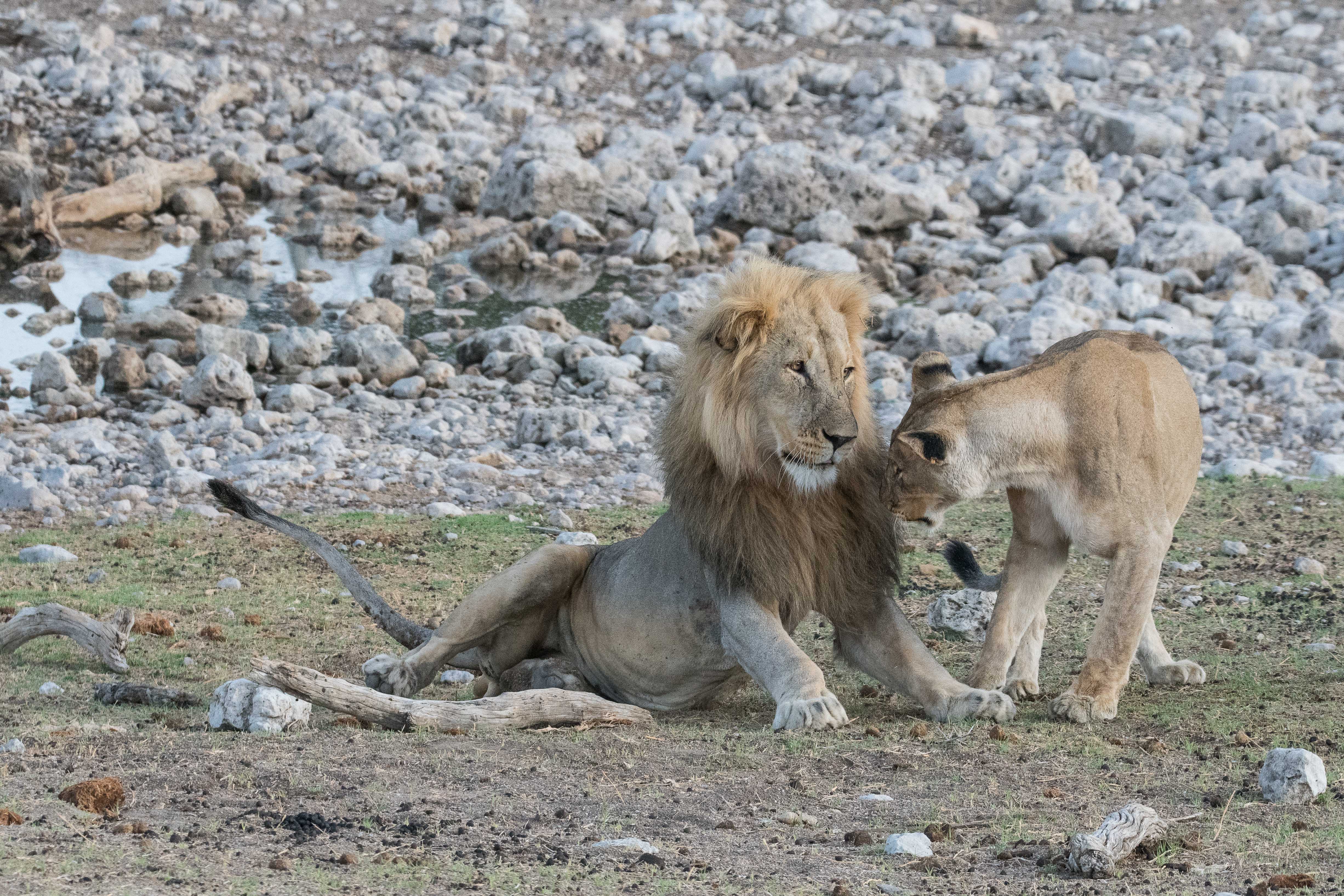 Lionne (Lioness, Panthera leo) s'efforçant de réveiller le mâle qui dort à ses côtés après une probable nuit de ripailles, Namutoni, Parc National d'Etosha, Namibie.